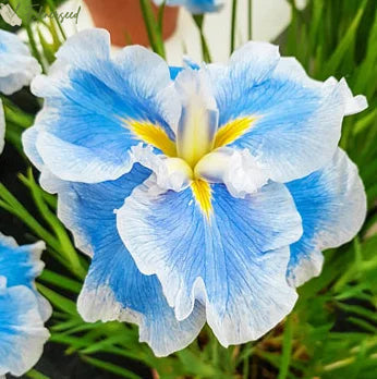 Multi Iris Seeds: Vibrant, Resilient, and Spectacular Blooms