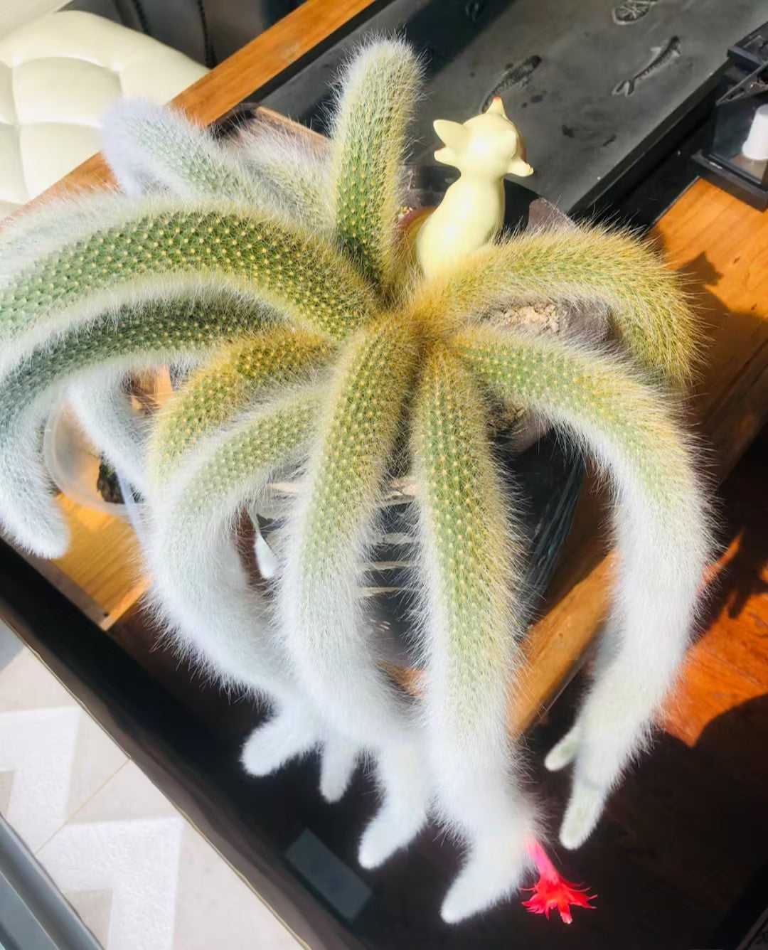 Monkey Tail Cactus Seeds-Nine Tailed Fox