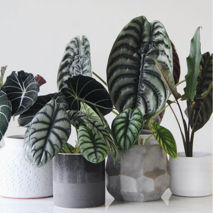 Alocasia baginda 'Silver Dragon' RARE Indoor and Outdoor Live Tropical House Plant