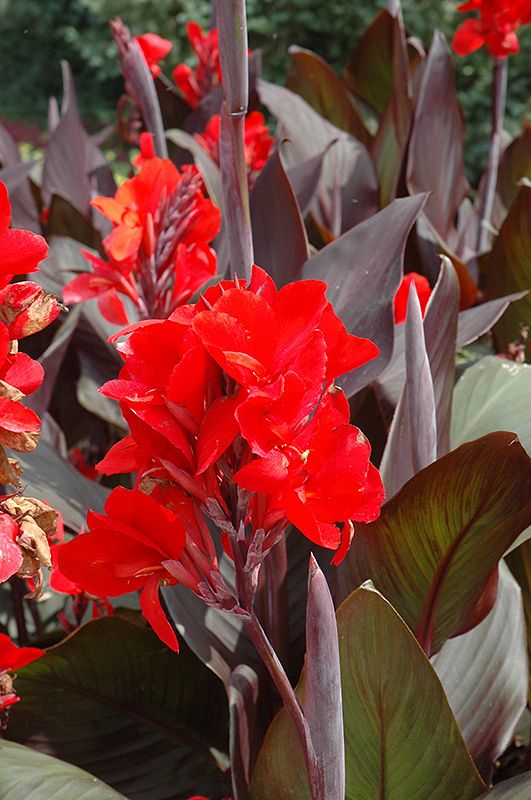 Canna Lily flower seeds, perennial, beautiful bonsai plant