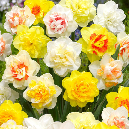 Daffodil Double Mix Landscaper Special