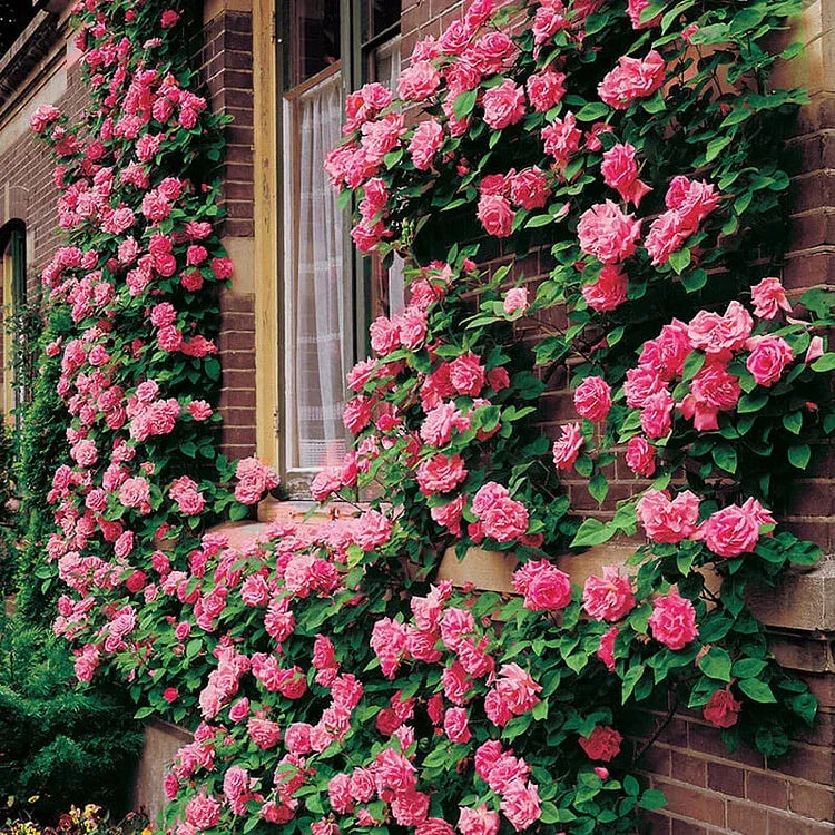 💐Beautiful Climbing Rose Seeds