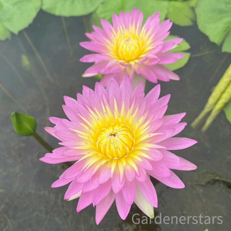🌸[7 days germination]Last Day Up to 80% OFF💐The Sacred Bonsai Bowl Lotus Flower