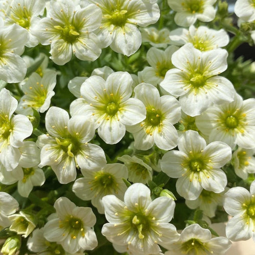 Saxifraga Stolonifera Seeds