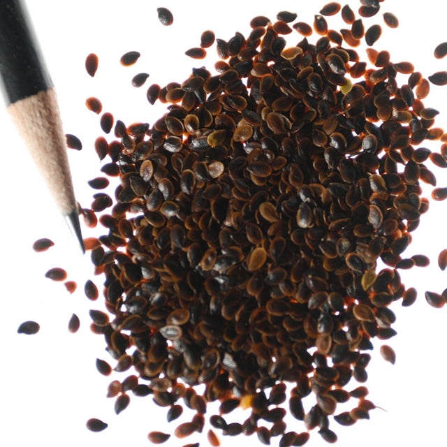 Perennial Blue Flax Seeds, Linum Perenne