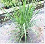 Lemongrass Seeds