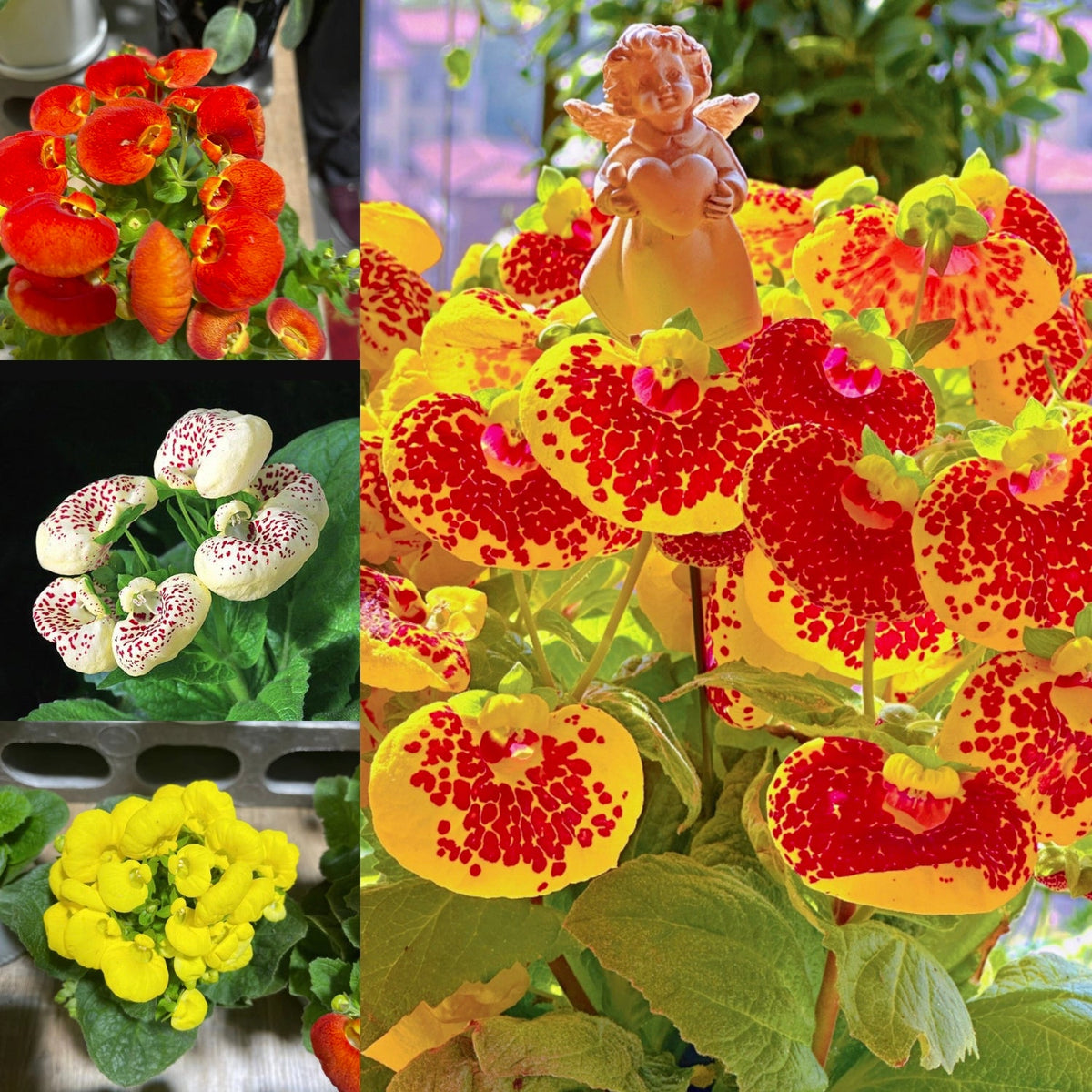 Calceolaria  Crenatiflora Seeds