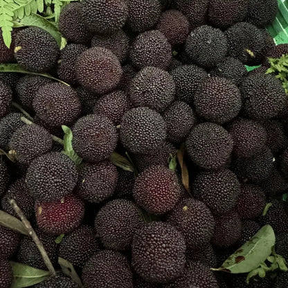 Black Bayberry Seeds