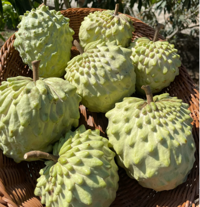Sugar Apple Seeds