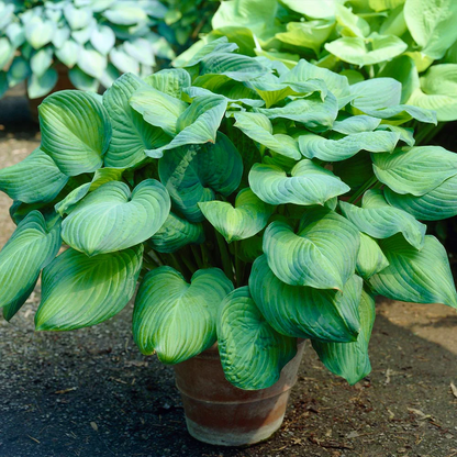 Hosta – The Shade-Loving Elegance for Your Garden 🌿✨