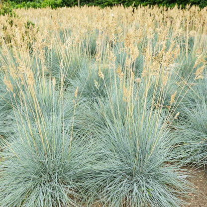 Blue Fescue Seeds