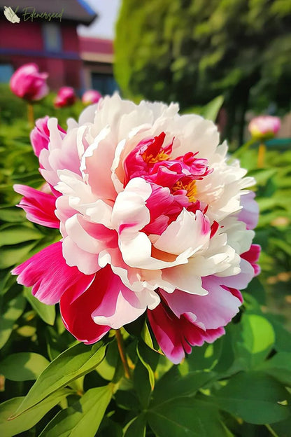 Black Beauty Peony Flower Seeds