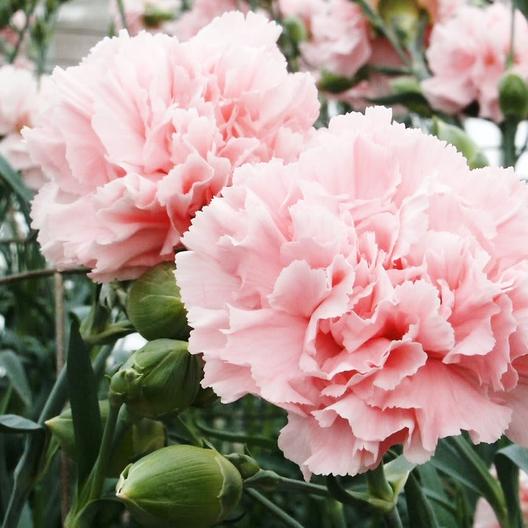 Carnation Seeds - La France