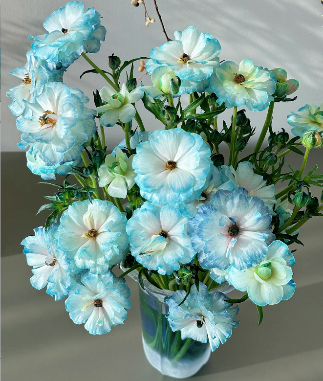 Light Blue Butterfly Peony Flower