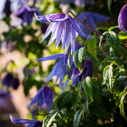 Clematis Macropetala