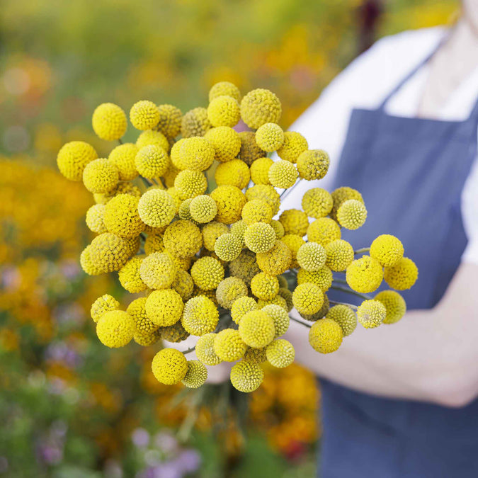 Billy Button Seeds