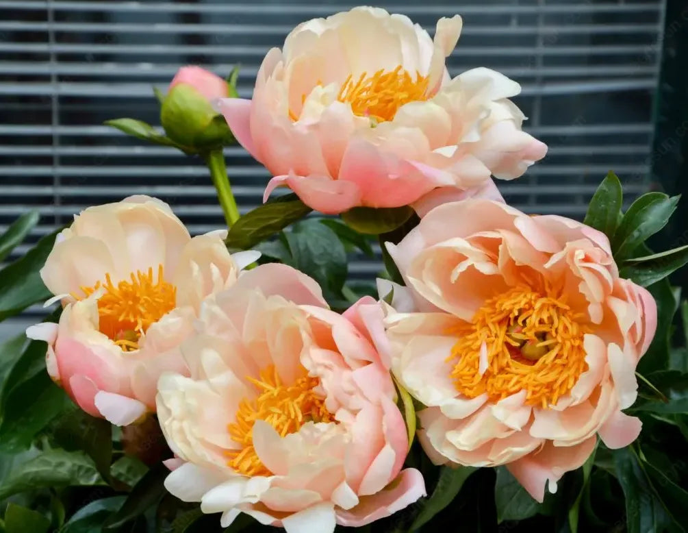 🌸 Peony Bulbs – Elegance in Every Bloom 🌸