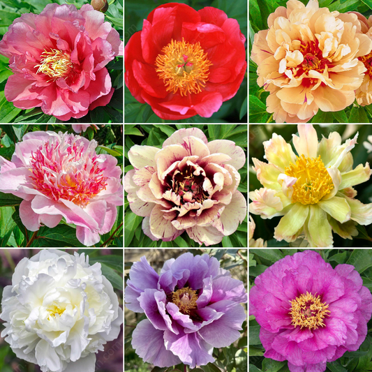 🌸 Peony Bulbs – Elegance in Every Bloom 🌸