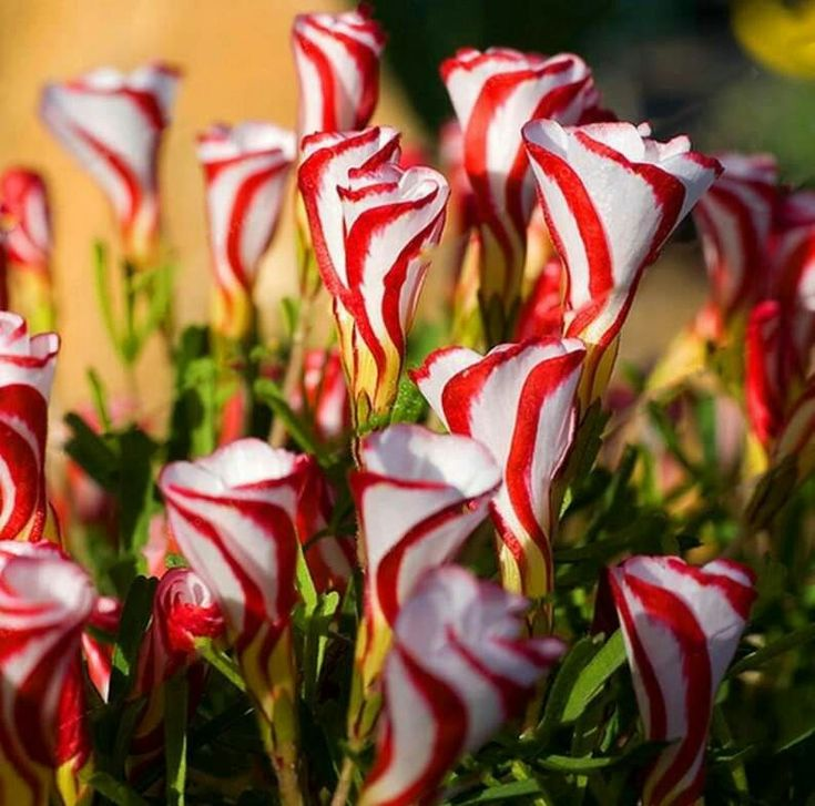 Oxalis Versicolor (Candy Cane Sorrel)