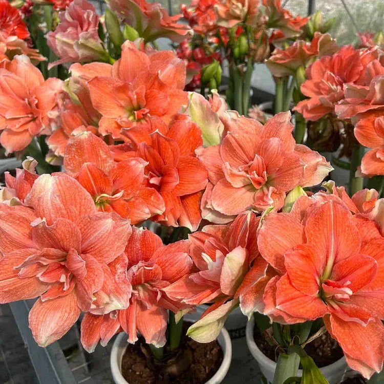 Double-Petaled Perfume Amaryllis Bulbs