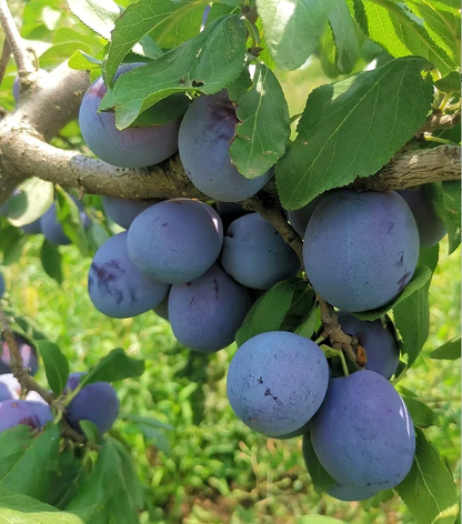 Damson Blue Plums Fruit Seeds