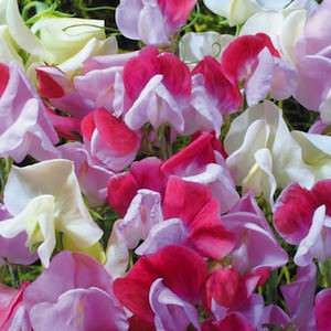 Straw­berry Sundae Sweet Pea Seeds