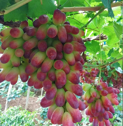 Beauty Finger Grape Seeds