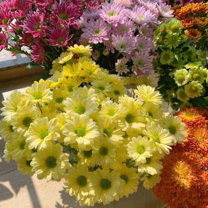 Small Daisies - Multi-color Flower Seeds