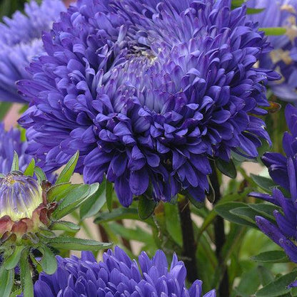 King Size Mid-Blue