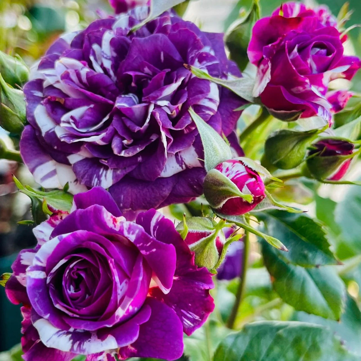 Rose  Scented Jewel