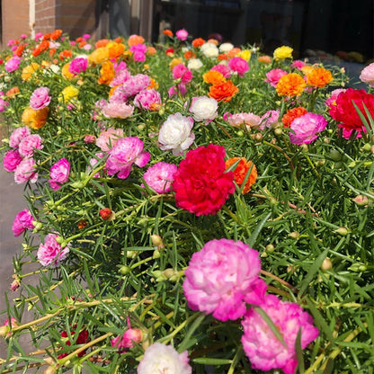 💙Muti-color Portulaca Flower Seeds