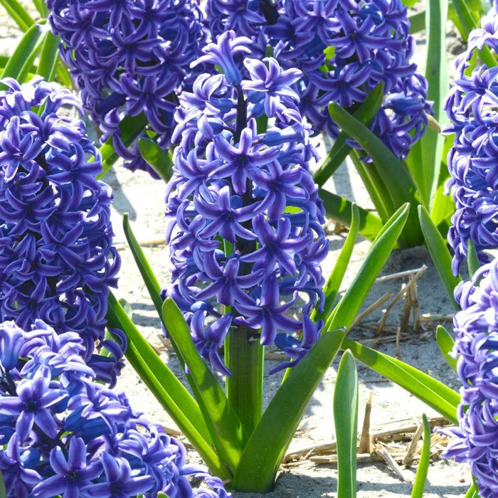 💜Hyacinth Bulbs – Fragrance You Can Grow