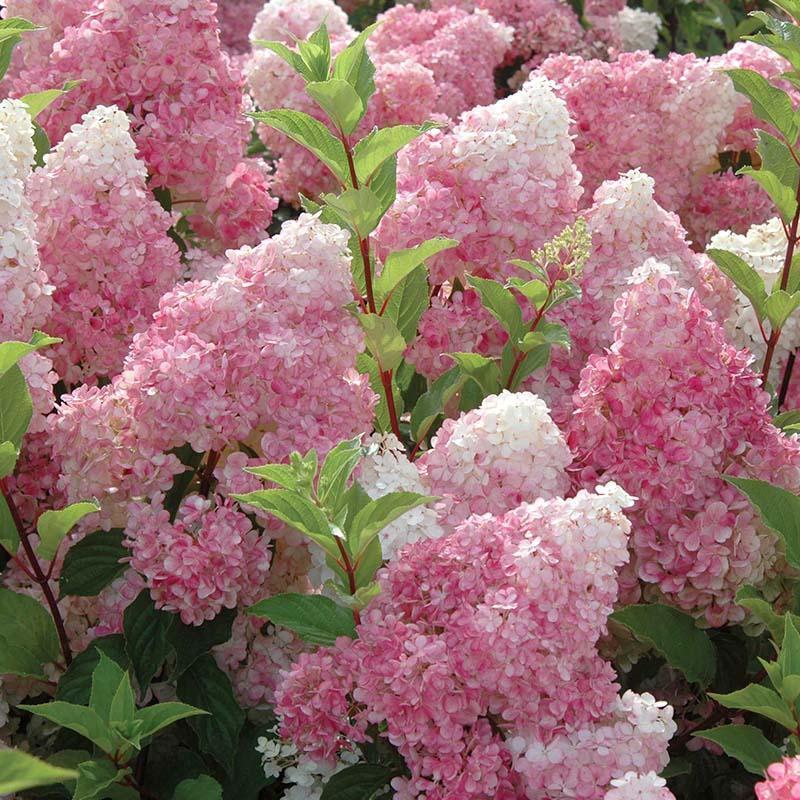 Panicle Hydrangea Flowers Seeds 💞 Plants Home Garden Flower Seeds