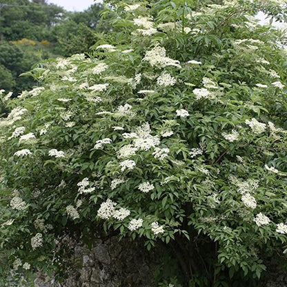 Egrow 50Pcs,100 Pcs/Pack Elderberry Seeds Green Polygonum Japonicum Seed Garden Decoration