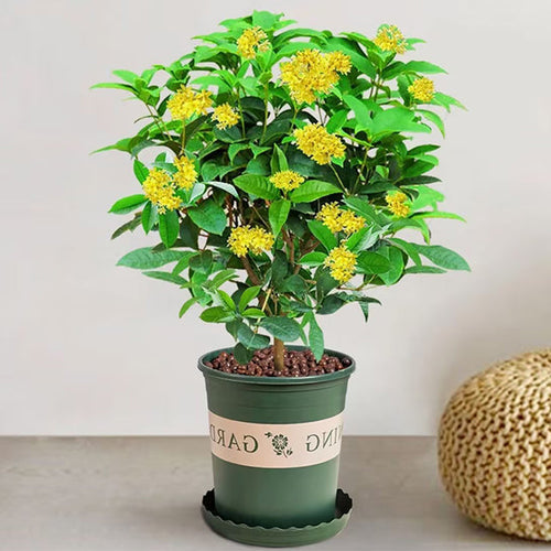 Four Seasons Osmanthus Tree Seeds