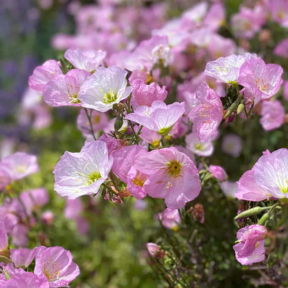 Evening Primrose Seeds-Easy to Grow. Fragrant After Dark.🌙🍋