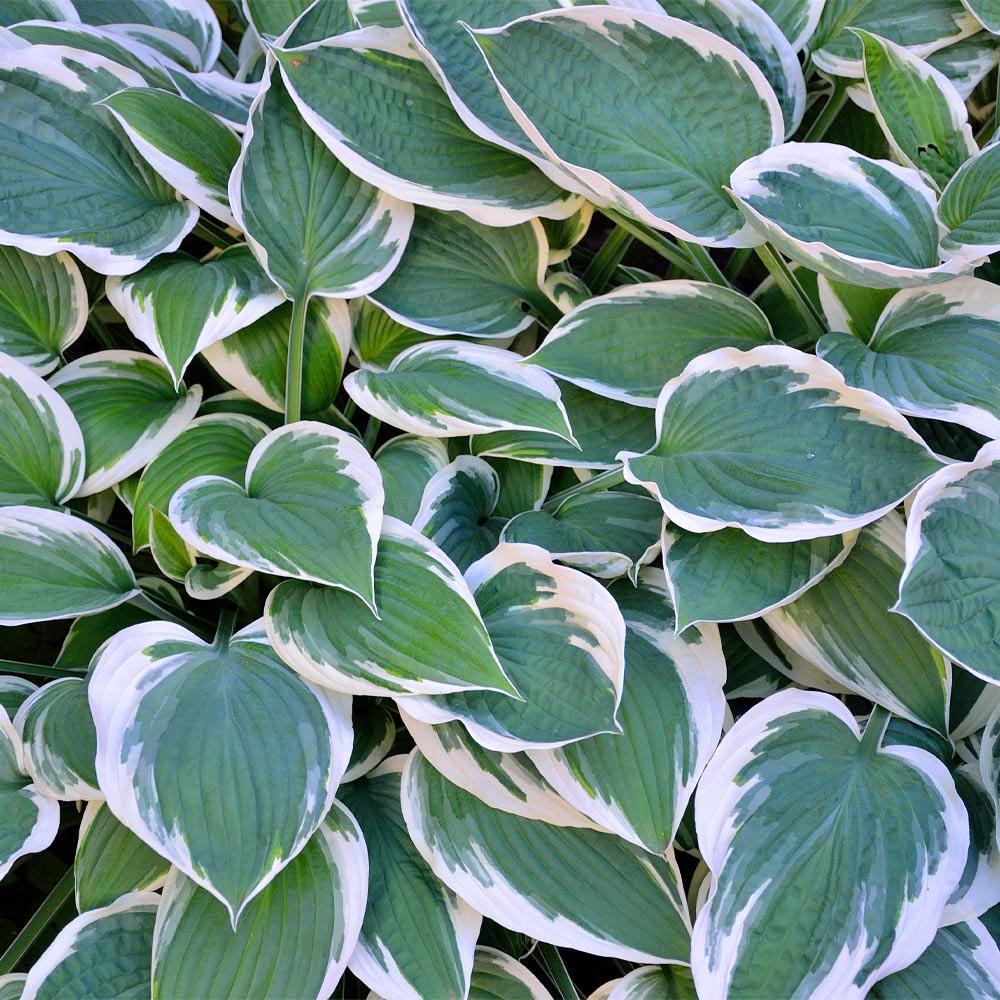 Hosta – The Shade-Loving Elegance for Your Garden 🌿✨