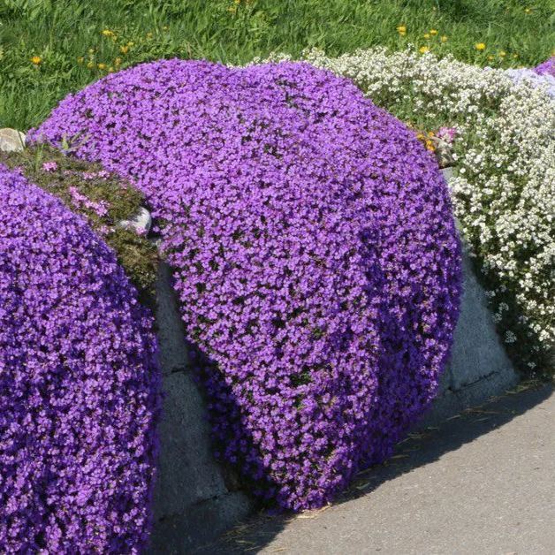 📣Optimal Ground Cover✨Creeping Thyme Seeds