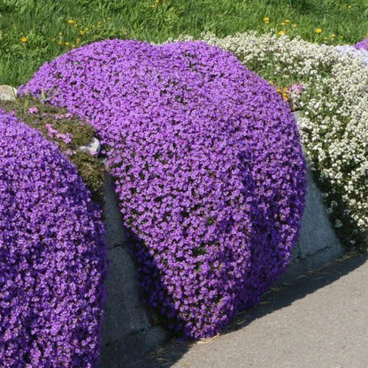 📣Optimal Ground Cover✨Creeping Thyme Seeds