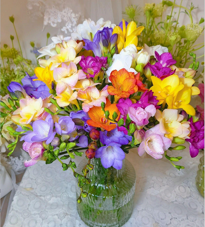 💐Freesia Bulbs-Happiness Arrives