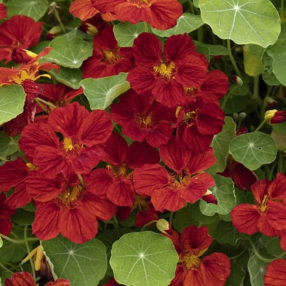 Nasturtium Seeds