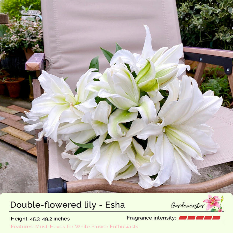 Lily Bulbs