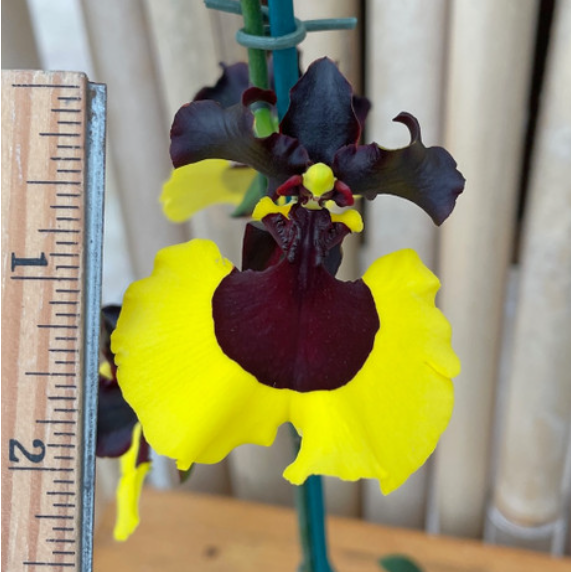 Rare Oncidium Flower Seeds-Jiaho Queen