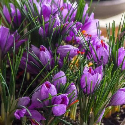 Saffron Crocus Bulbs - Crocus Sativus