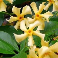 🌟Star Jasmine