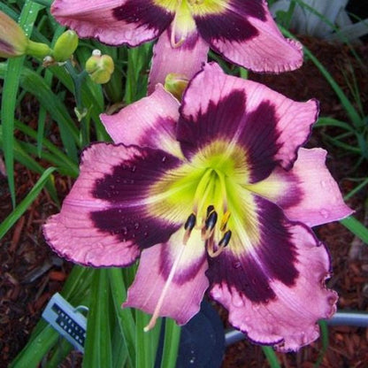 Daylily Hybrid Flowers Seeds, Hemerocallis Hybrid, 20pcs/pack