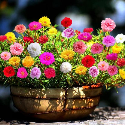 10000 Pcs Muti-color portulaca Seeds