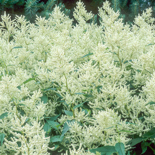 White Fleeceflower