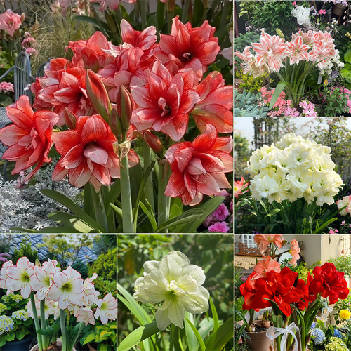 Double-Flowered Amaryllis Bulb🌼