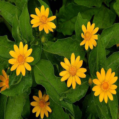 Melampodium paludosum Seeds, Original Package 20pcs Garden bonsai Flower seeds, high temperature resistance